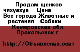 Продам щенков чихуахуа  › Цена ­ 10 000 - Все города Животные и растения » Собаки   . Кемеровская обл.,Прокопьевск г.